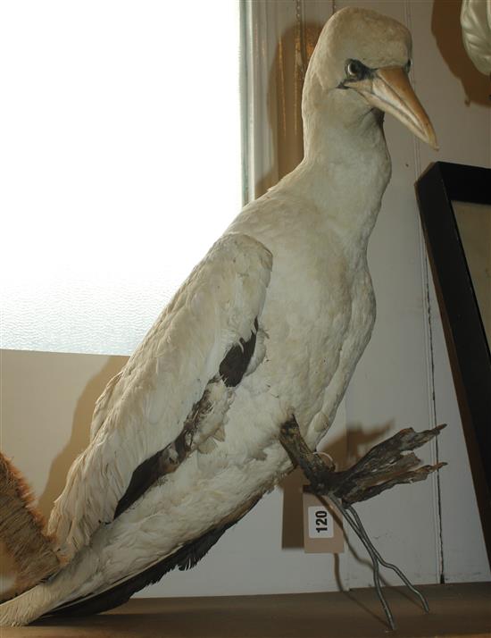 Taxidermy guillimot